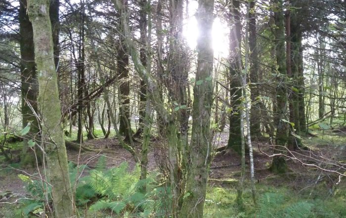 Glaring light through woods